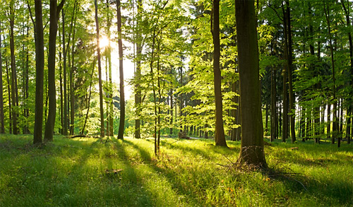 Wald Bild